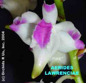 Aerides lawrenciae