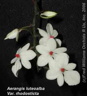 Aerangis luteo-alba rochdistica