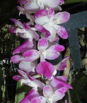 Aerides  multiflorum