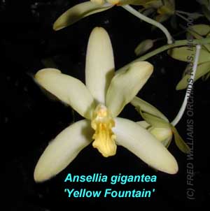 Ansellia gigantea