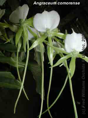 Angraecum comorense orchid