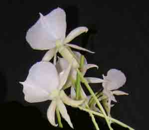 Angraecum Longiscott   1676H
