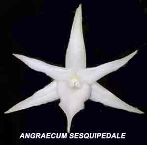 Angraecum sesquipedale orchid