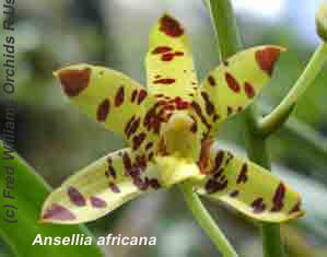 Ansellia gigantea