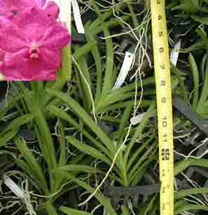 Ascda. Princess Mikasa 'Pink'   410HA