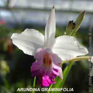 Arundina graminifolia