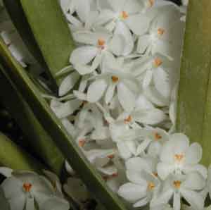 Ascocentrum ampullaceum 'alba'  Fuchs Snow 