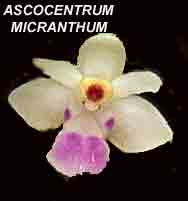 Ascocentrum micranthum