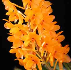 Ascocentrum miniatum