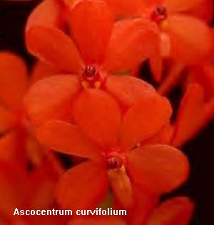 Ascocentrum aurantiacum