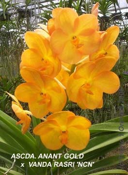Ascda. Anant Gold x V. Rasri �NCN�