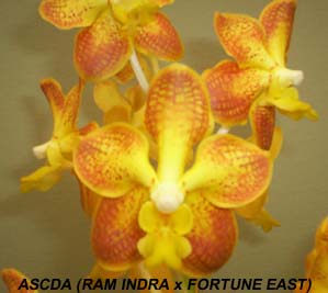 Ascda (Ram Indra x Fortune East)