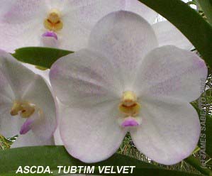 Ascda. Tubtim Velvet �NCN�