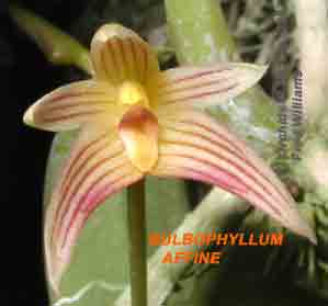 Bulbophyllum affine orchid