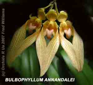 Bulbophyllum annandalei orchid