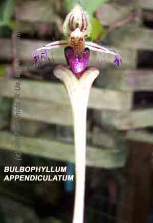 Bulbophyllum appendiculatum orchid