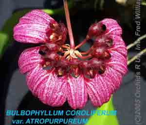 Bulbophyllum coroliferum var atropurpureum orchid