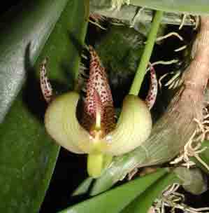 Bulbophyllum baileyi orchid