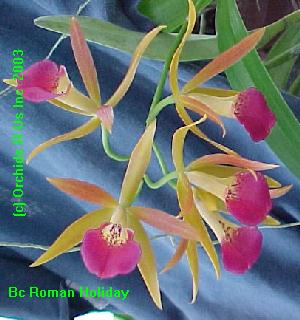 Bc. Roman Holiday