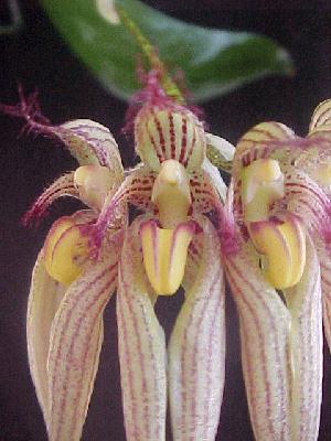 Cirrhopetalum Elizabeth Ann 'Jean'    9971HW  <br /> (longissimum x rothschildianum)