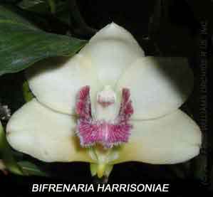 Bifrenaria harrisoniae
