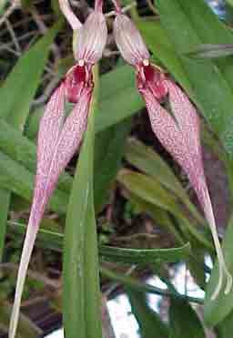 Bulbophyllum biflorum orchid
