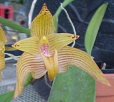 Bulbophyllum Jim Krull  923H  <br />  (lobbii x ornatissimum )