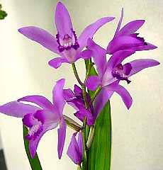 Bletilla striata 'Kuchibeni'  Mini Compot