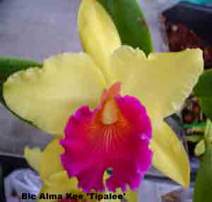 Blc. Alma Kee   
