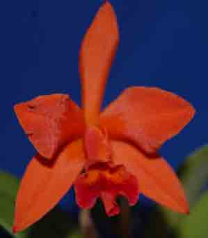 Cat. (Volcano Queen X Chris Hausermann) 1590H
