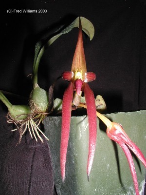 Bulbophyllum leysianum