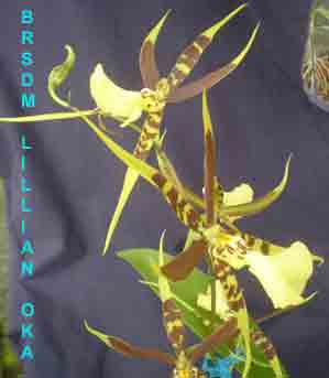 <b>Brsdm Lillian Oka </b> 