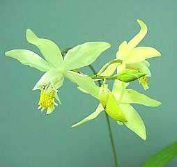 Bletilla ochracea  1371S