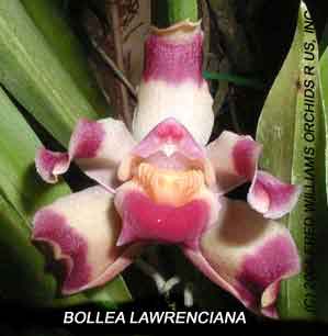 Bollea lawrenciana