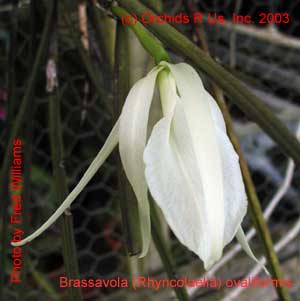 Brassavola ovaliformis