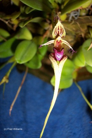 Bulbophyllum putidum