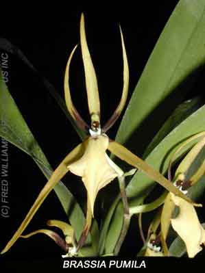 Brassia pumila