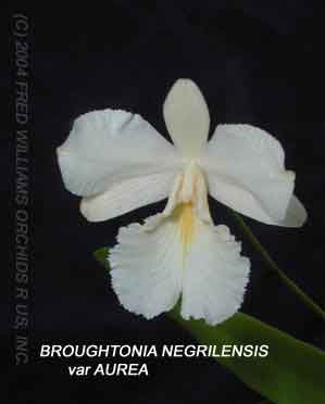 Broughtonia negrilensis  aurea 
