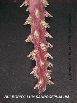 Bulbophyllum saurocephalum