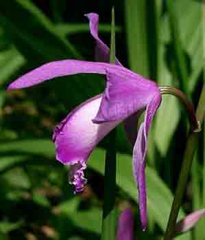 Bletilla striata 'Albostriata'