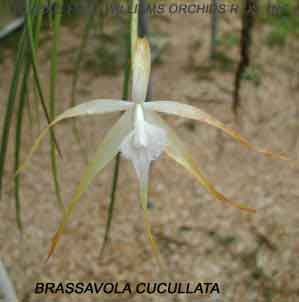 Brassavola cucullata