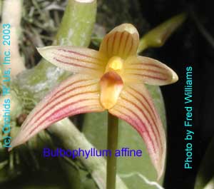 Bulbophyllum affine   27S