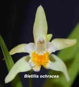 Bletilla ochracea