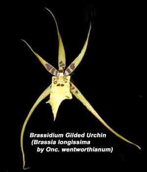Brassidium Gilded Urchin  1688H