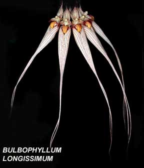 <b> Bulbophyllum longissimum</b> 