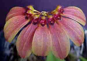 Bulbophyllum Sunshine Queen 'Orange