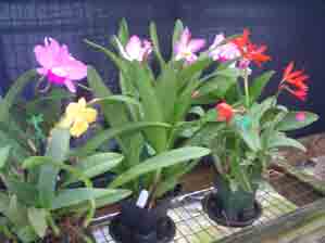 Mini Cattleya Collection