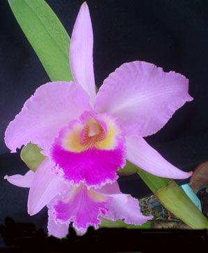 Cattleya gaskilleana