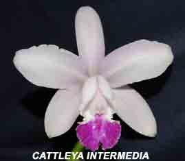 Cattleya intermedia