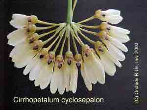 Cirrhopetalum cyclosepalon